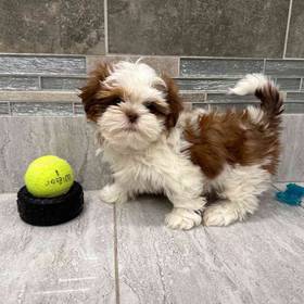 Shih Tzu