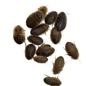 Live Dubai Roaches