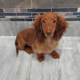 Dachshund