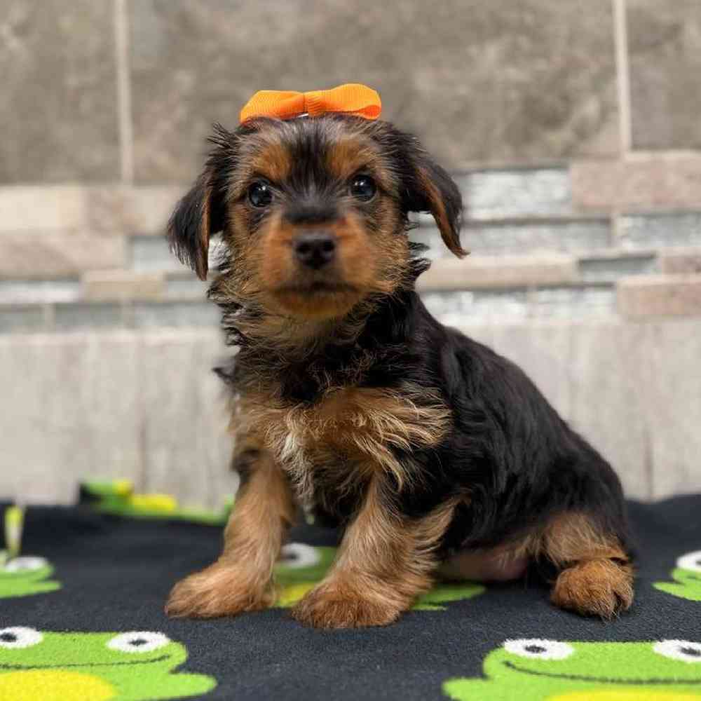 Image of a pet breed in the gallery