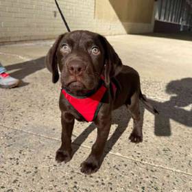 Labrador Retriever