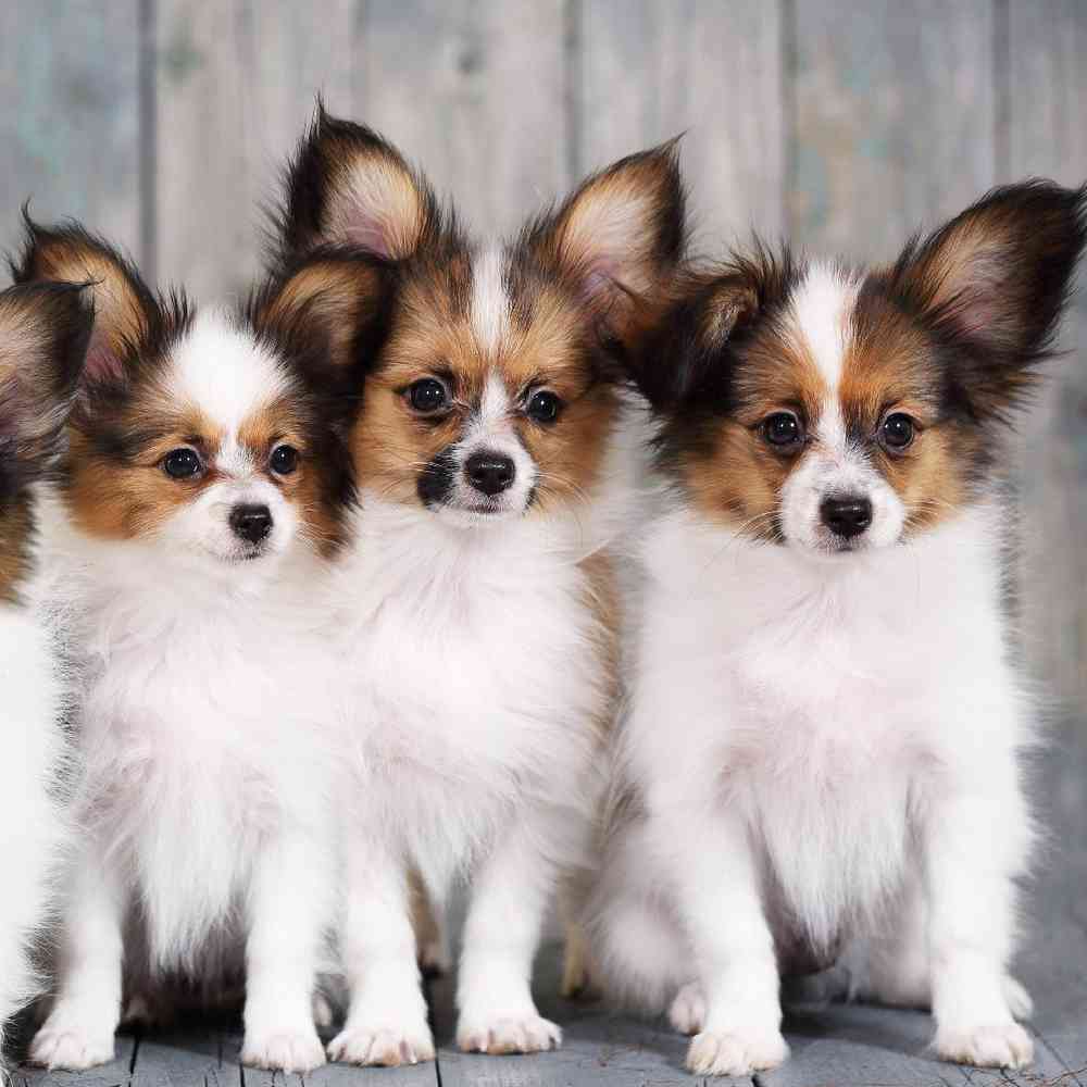 Papillon Puppies for sale New Haven