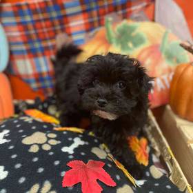 Maltipoo
