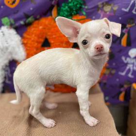Chihuahua