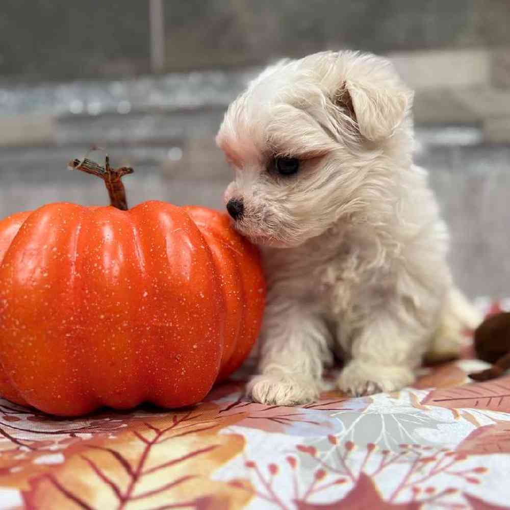 Maltese Puppy for sale - New Haven