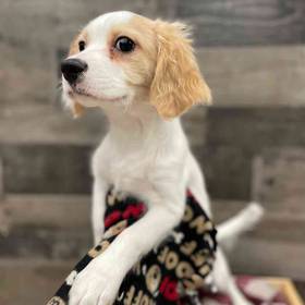 Cavachon