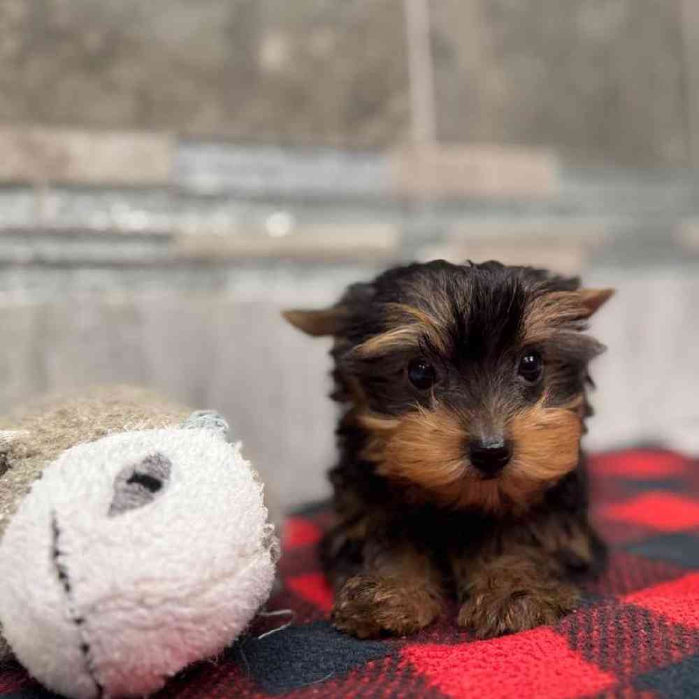 Image of a pet breed in the gallery