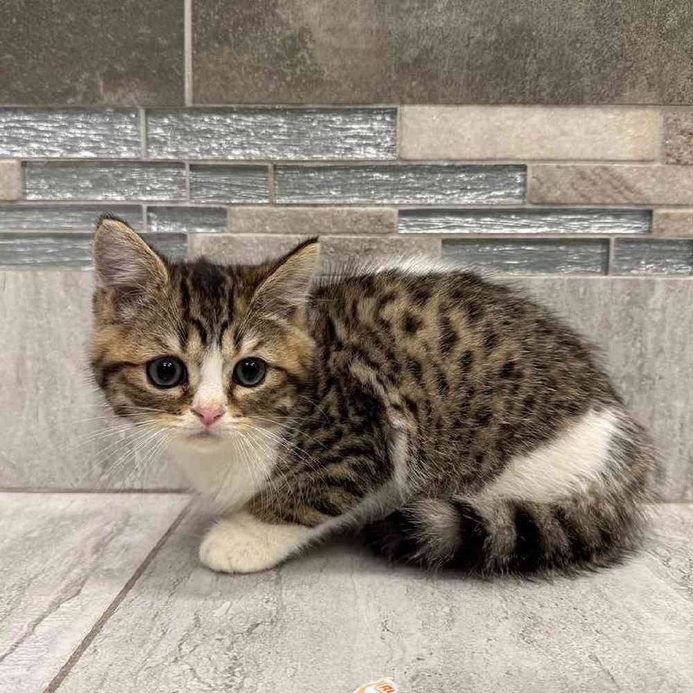 Image of a pet breed in the gallery