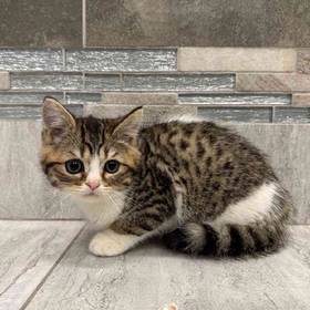 Exotic Shorthair