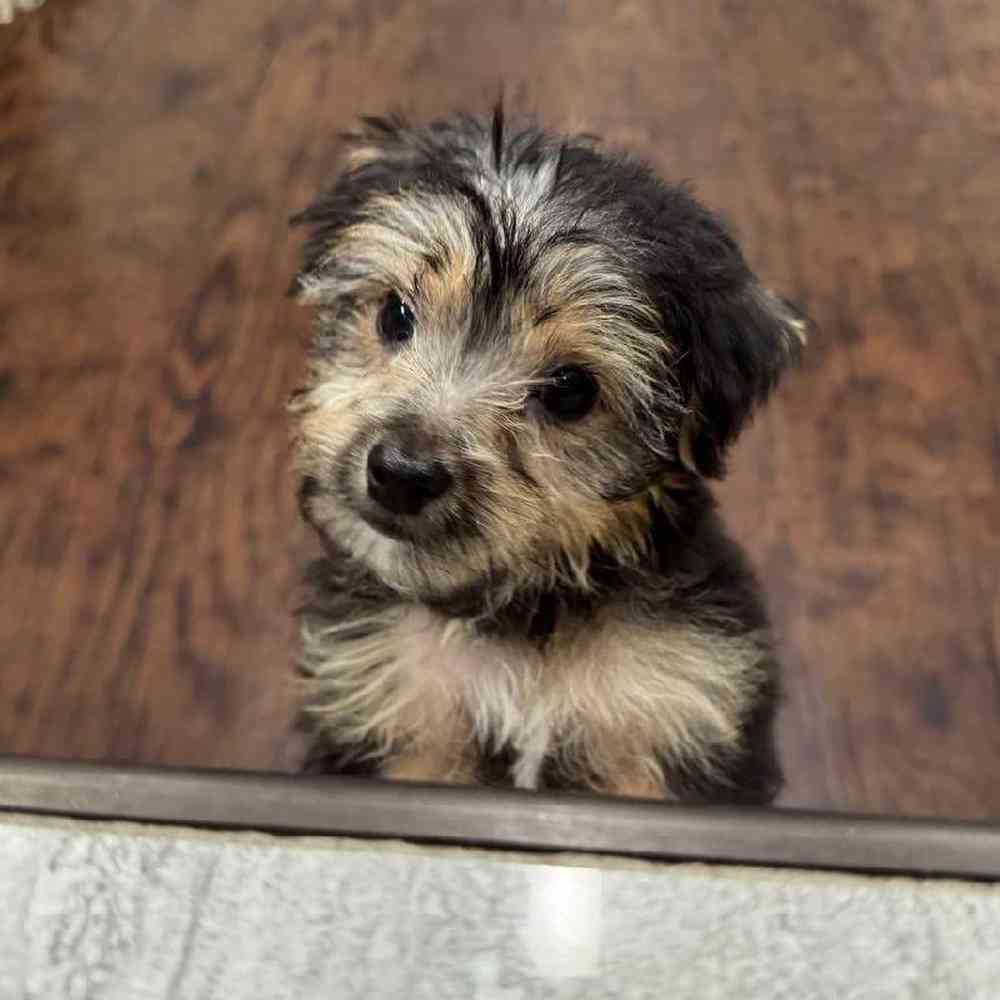 Male Yochon Puppy for Sale in New Haven, CT