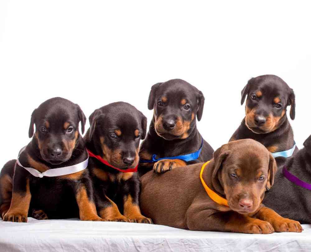 Doberman Pinscher Puppies for sale - New Haven, image size:1000x812