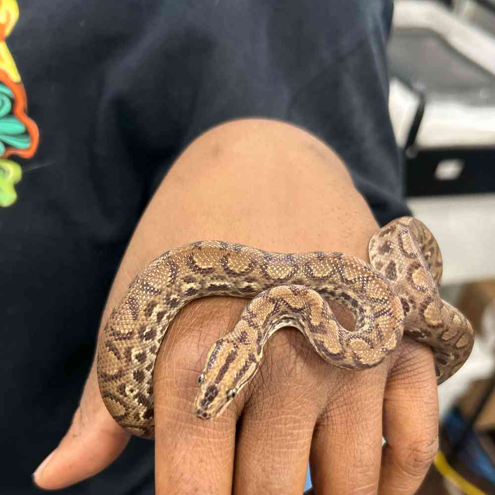 Colombian Rainbow Boa