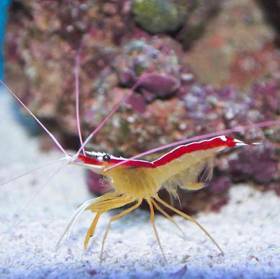 Skunk Cleaner Shrimp