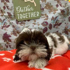 Shih Tzu