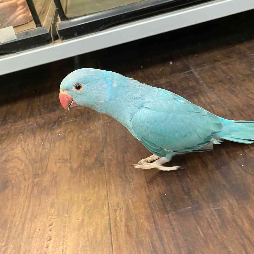 Indian Ringneck