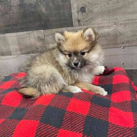 Pomeranian