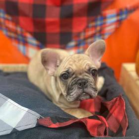 French Bulldog