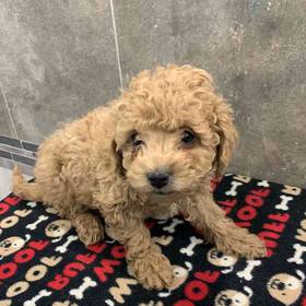 Cavapoo