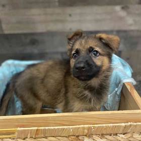 German Shepherd