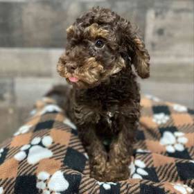 Mini Goldendoodle 2nd Gen