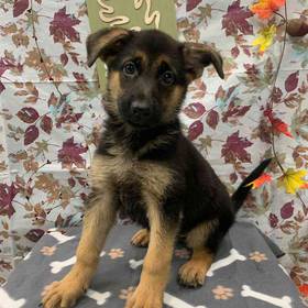 German Shepherd