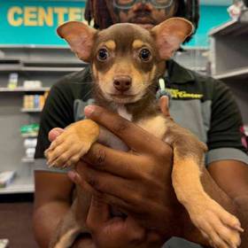 Chihuahua