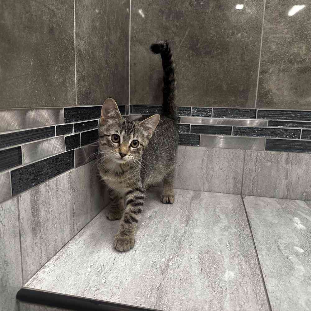 Image of a pet breed in the gallery