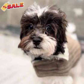 Maltipoo