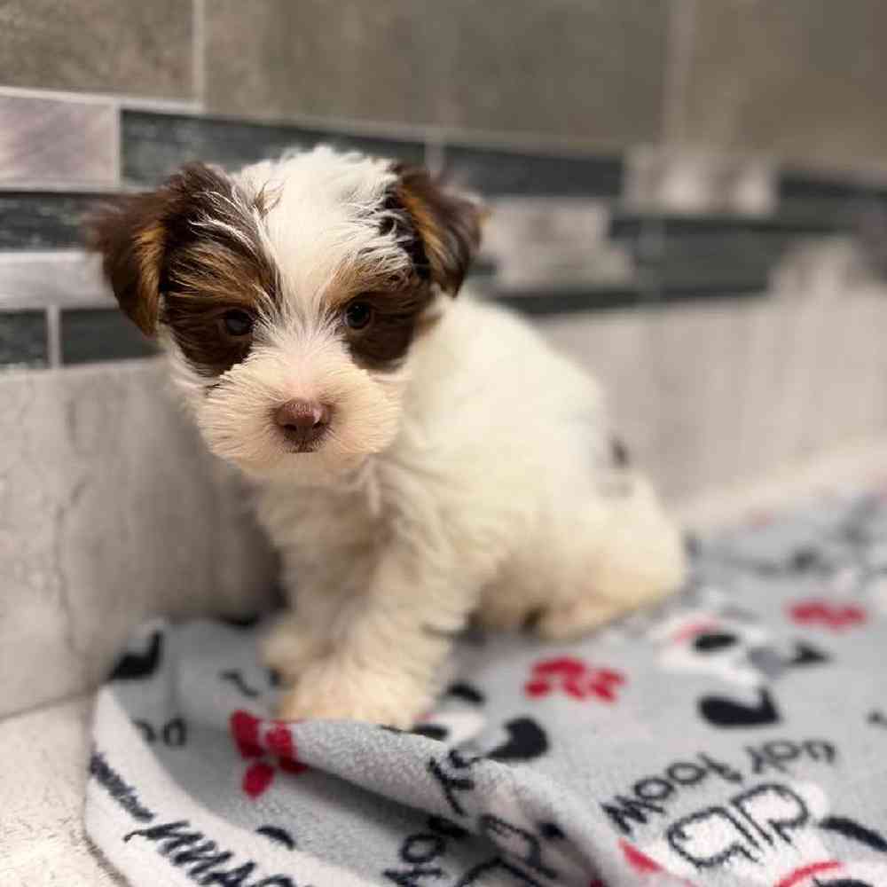 Male Yorkie Puppy for Sale in New Haven, CT