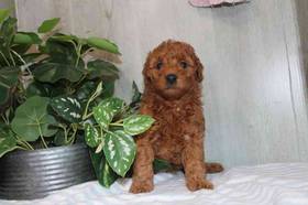 Mini Goldendoodle 2nd Gen
