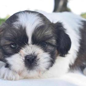 Shih Tzu