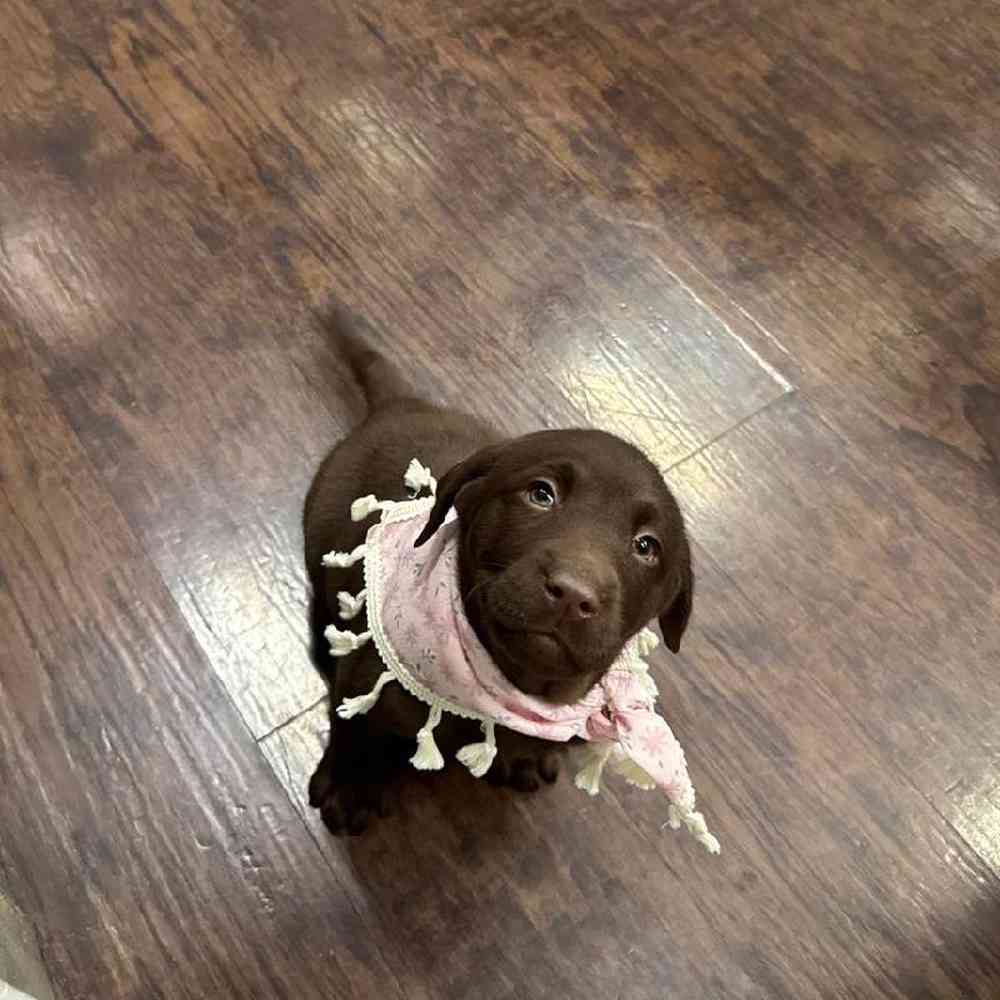 Image of a pet breed in the gallery