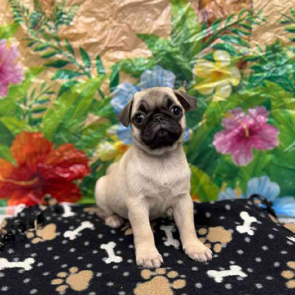 Image of a pet breed in the gallery