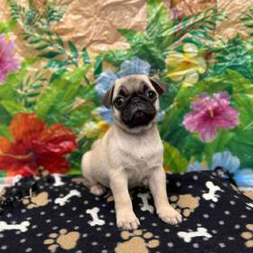 Pug