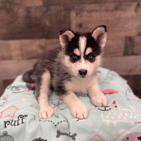 Huskimo