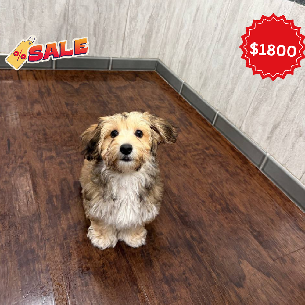 Female Yochon Puppy for Sale in New Haven, CT