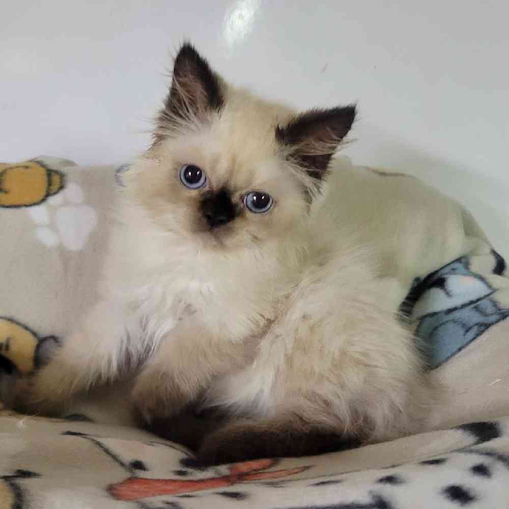 Image of a pet breed in the gallery