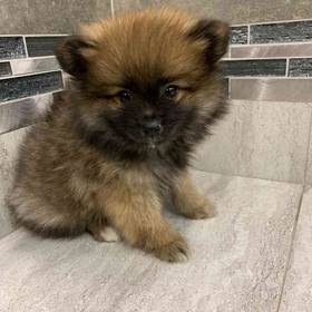 Pomeranian