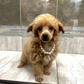 Mini Poodle