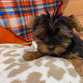Yorkie