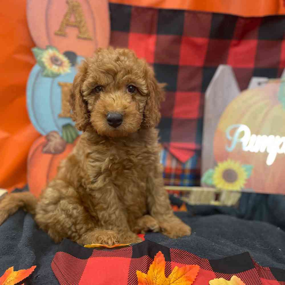 Mini Goldendoodle 2nd Gen