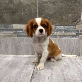 Cavalier King Charles Spaniel