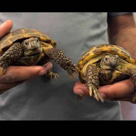 Russian Tortoise
