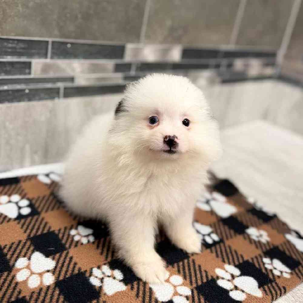 Male Pomeranian Puppy for Sale in New Haven, CT