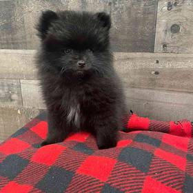 Pomeranian
