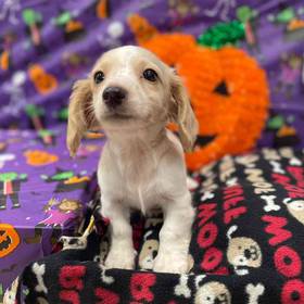 Dachshund
