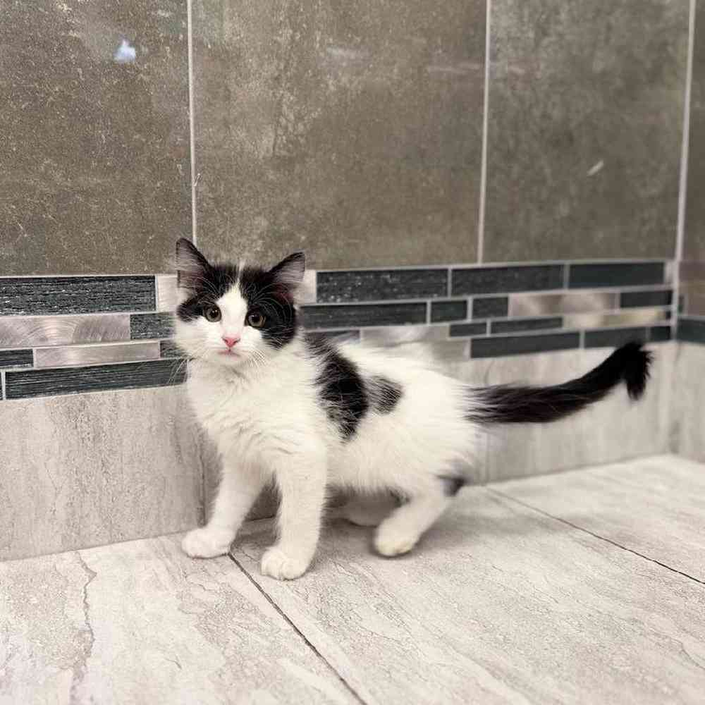 Image of a pet breed in the gallery
