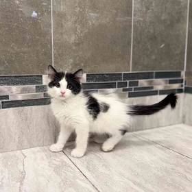 Domestic Short Hair