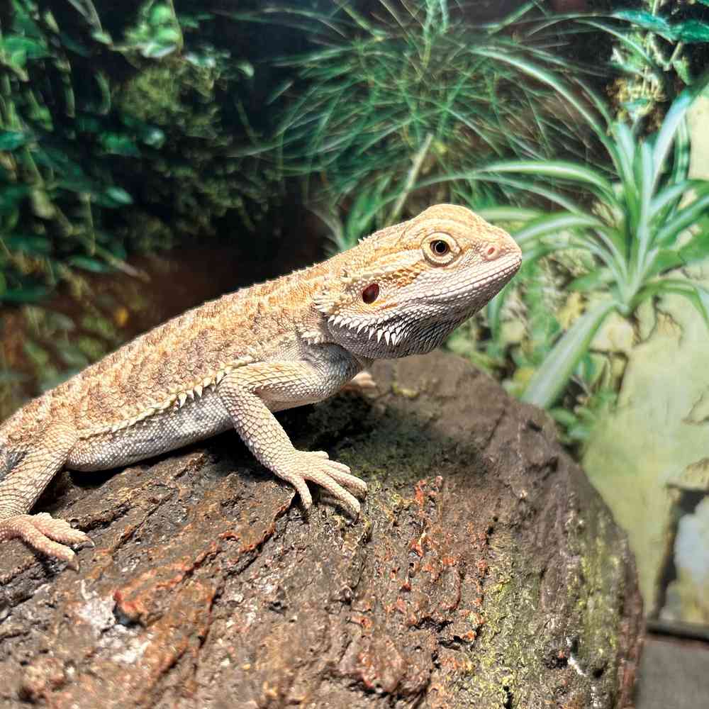 Bearded Dragon