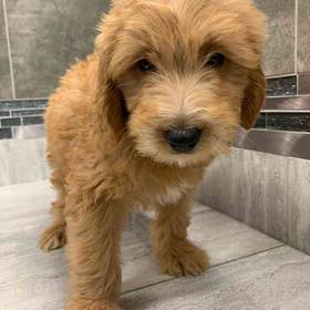 Mini Goldendoodle